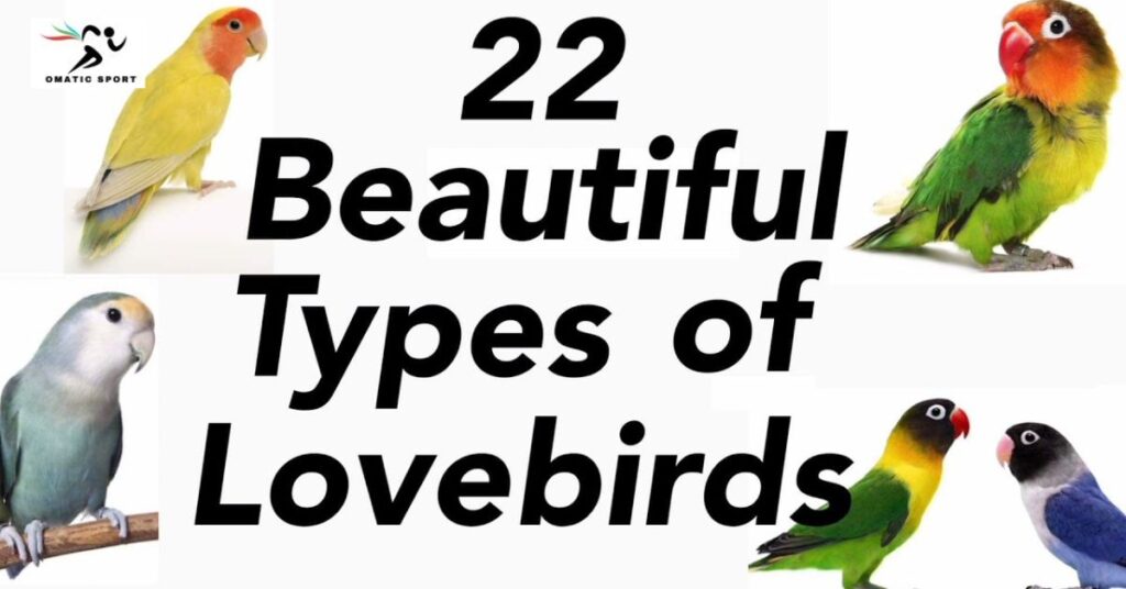 Cute Team Names for Lovebirds