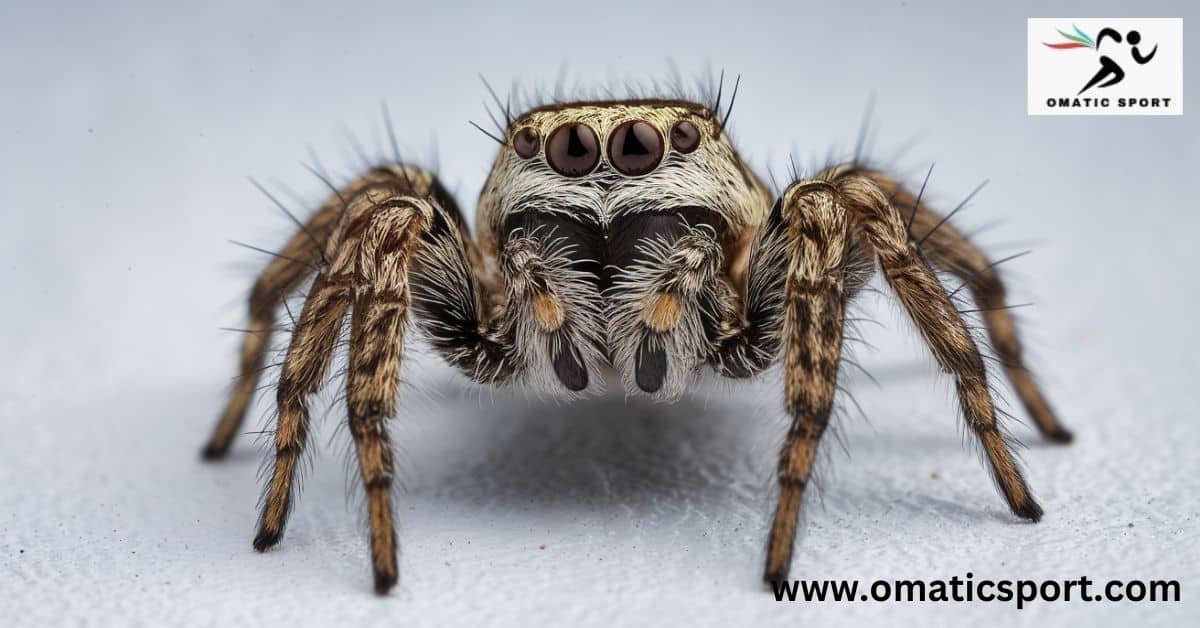 How Long Do Jumping Spiders Live​