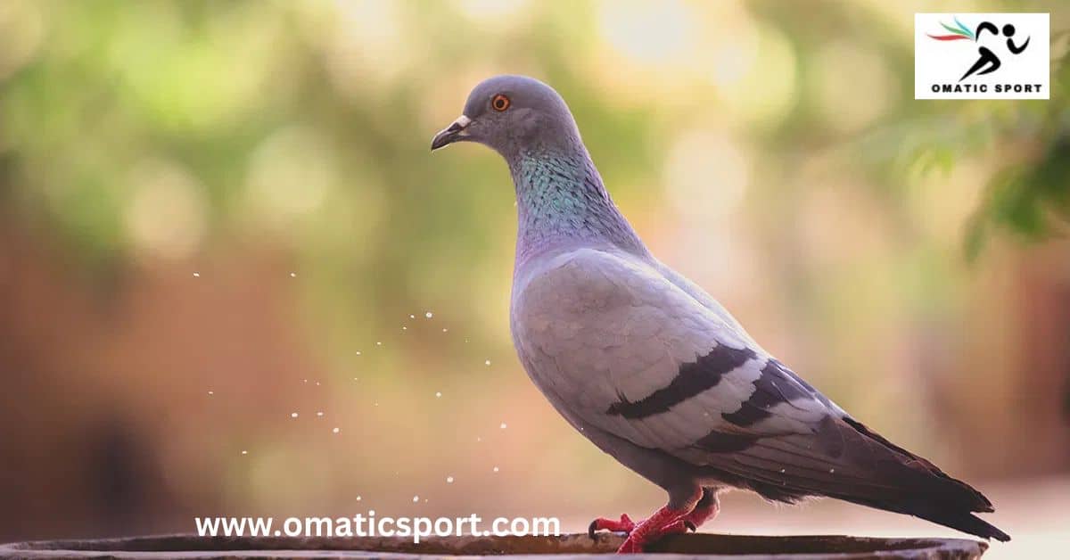 Pigeon Names