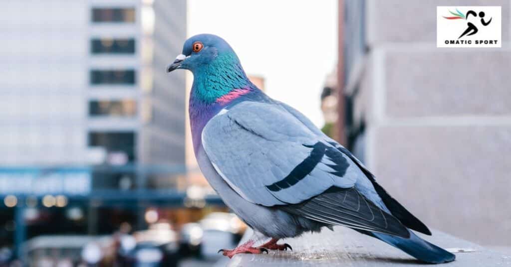 Male Pigeon