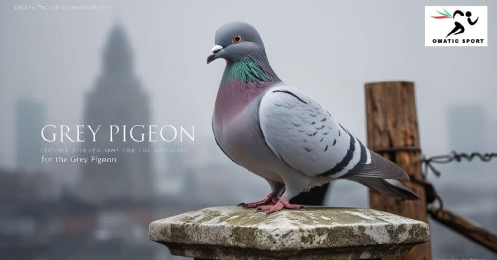 Grey Pigeon