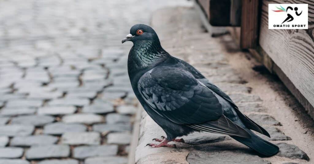 dual-colored pigeons