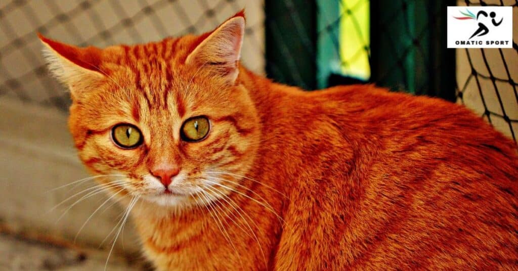 Arabic Orange Cat