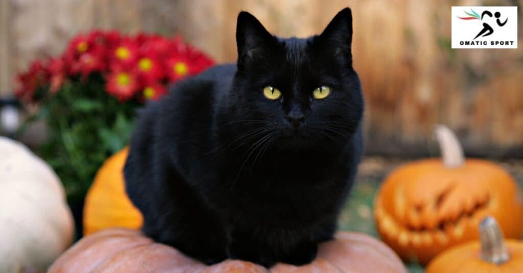 Arabic Black Cat